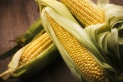 Фитосанитарная безопасность кукурузы - основа стабильного урожая