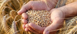 ФГИС «Зерно»: в этом году оформлены уже 60 млн тонн зерна