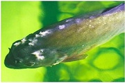 Хилодонеллез рыб