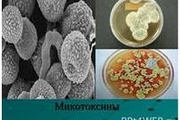 Влияние микотоксинов на организм животных и человека.