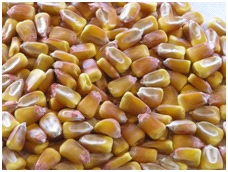 О токсичности и сорности   зерна кукурузы