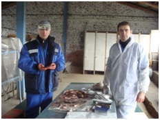 Отбор проб рыбопосадочного материала в СПК племзавод "Ставропольский".