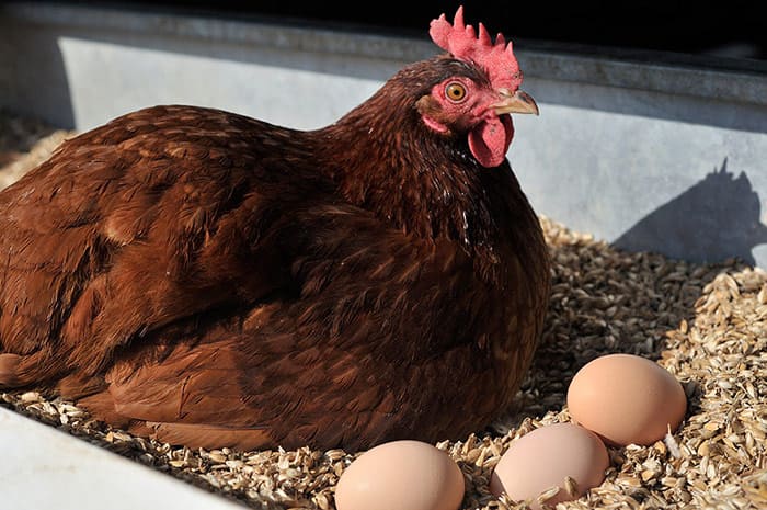 Почему куры расклевывают. Расклёв яиц курами. Курица расклевывает яйцо. Куры клюют яйца. Курица клюет яйца.
