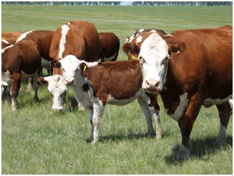 О выявлении бруцеллеза крупного рогатого скота