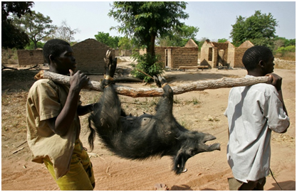 Создание вакцины против африканской чумы свиней планируется