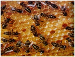 Аскосфероз пчел