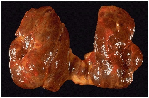 Влияние гормонов щитовидной железы Т3, Т4 на организм животных