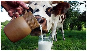 Зачем считать соматические клетки в молоке?