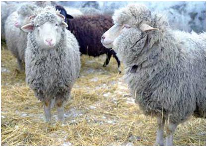 Скрепи овец и коз -опасное заболевание!