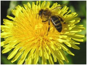 Паразитарные заболевания пчелосемей