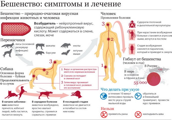 Бешенство: симптомы и лечение