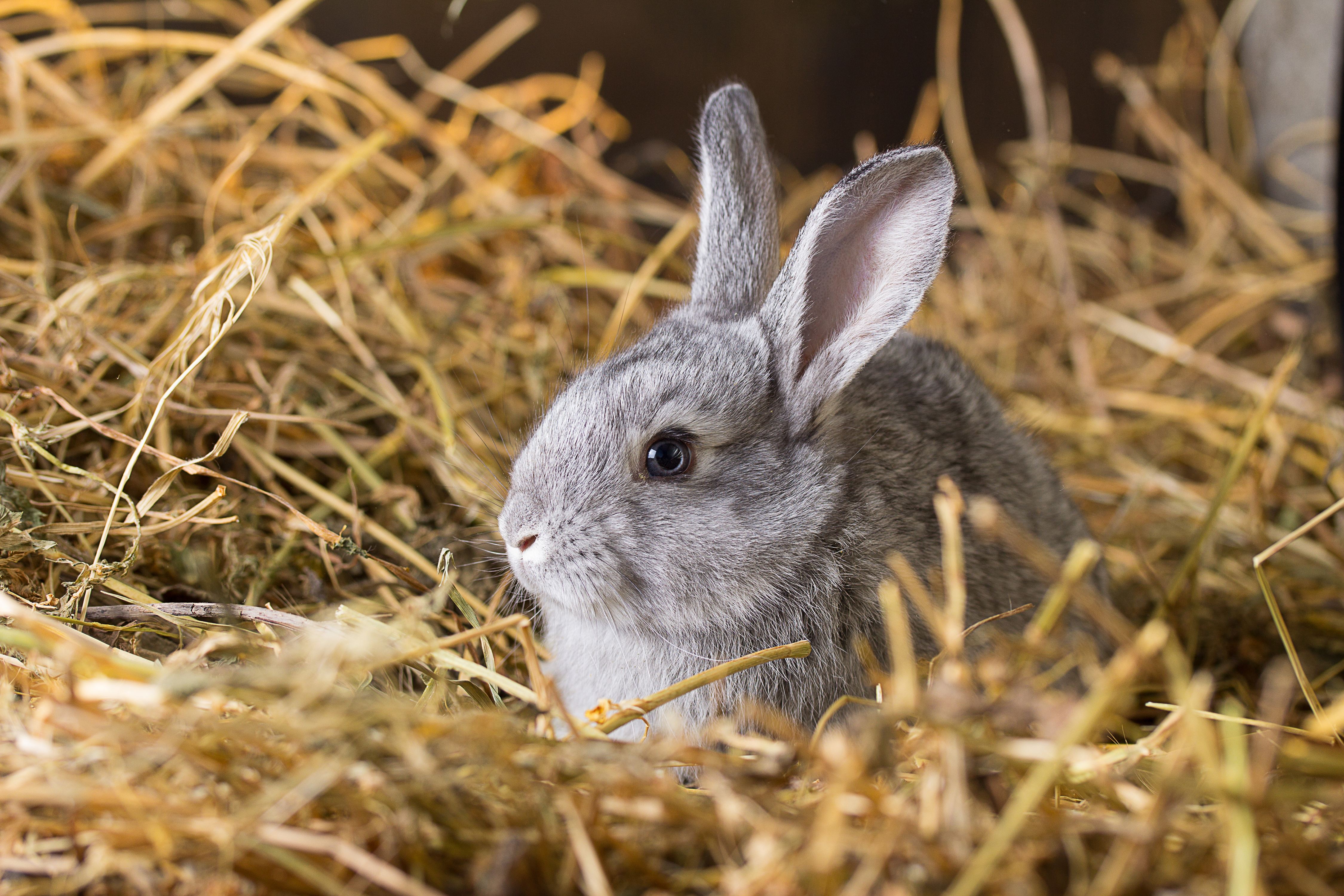 В лаборатории перечислили распространенные болезни кроликов