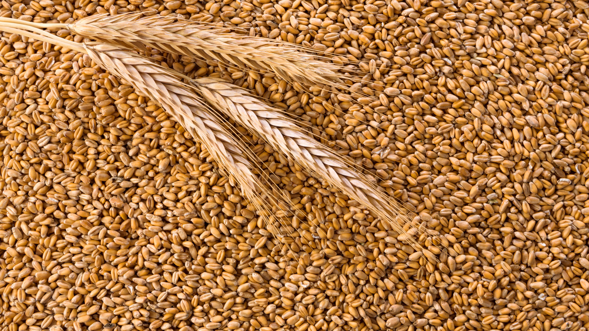 Услуги в области качества безопасности зерна и продуктов его переработки
