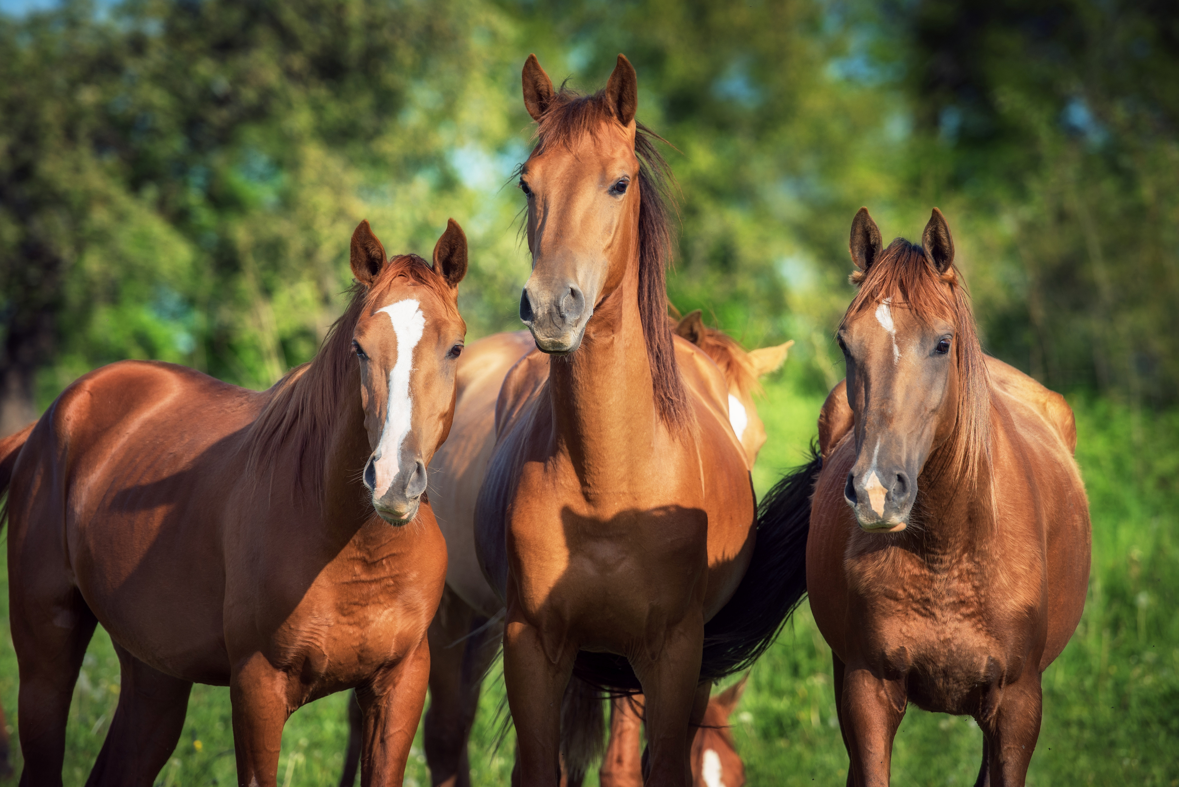 Артериит - вирусная болезнь лошадей