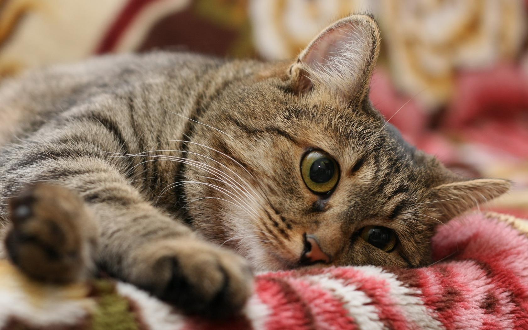В лаборатории рассказали об опасности криптококкоза у кошек