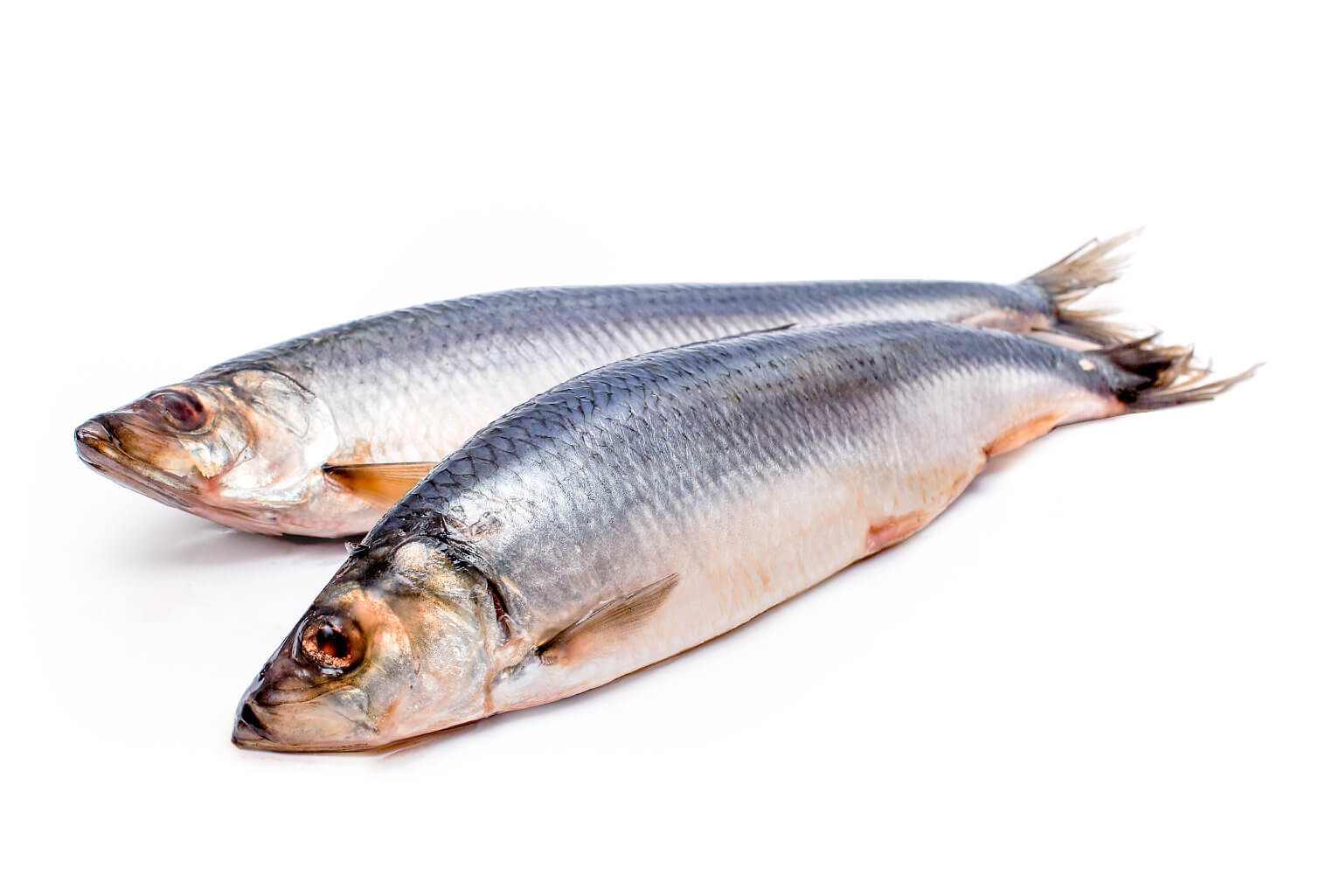 Органолептические показатели качества соленой рыбы