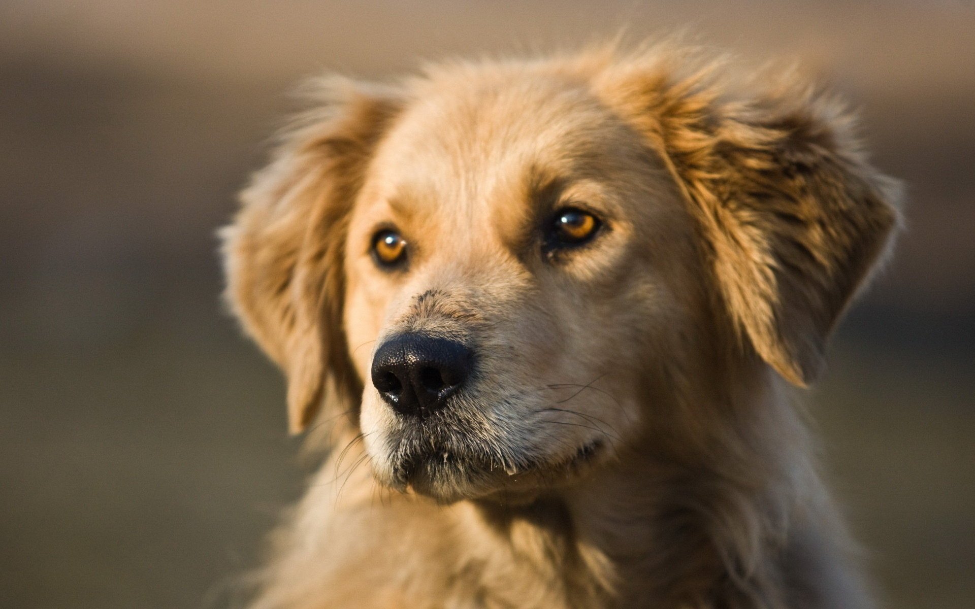 Лечение собак от стафилококковых инфекций