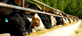 Специалисты филиала работают с сельхозпроизводителями по вопросам обращения побочных продуктов животноводства